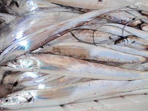 太刀魚釣果