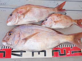 真鯛釣り 釣果