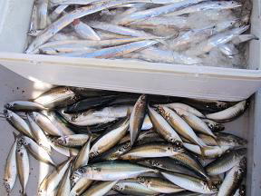 鰺 太刀魚 釣果
