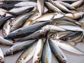 鰺釣り