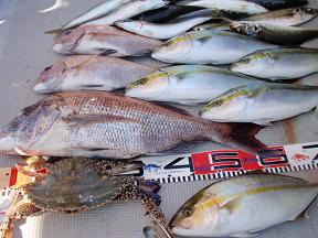 鯛 青物釣果