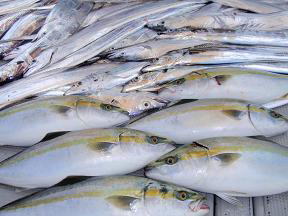 ジギング ハマチ 太刀魚釣果
