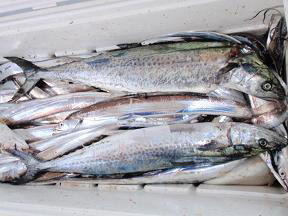 サワラ 太刀魚 釣果