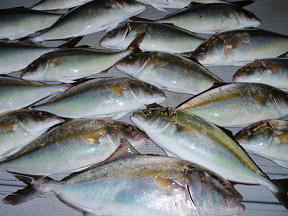 カンパチ シオ釣果
