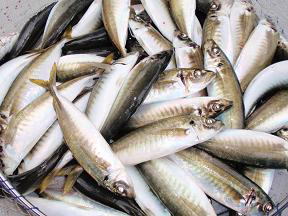 アジサビキ 釣果