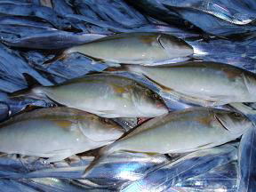 カンパチ 太刀魚 釣果
