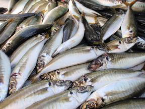 鰺釣り釣果
