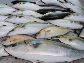 青物釣果