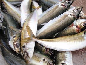 アジ釣り