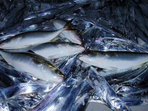 青物 太刀魚 釣果