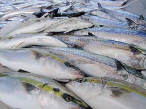 メジロ ハマチ シオ サワラ 太刀魚 釣果