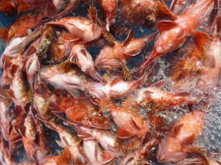 根魚 ガシラ釣果