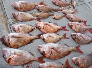 真鯛釣果