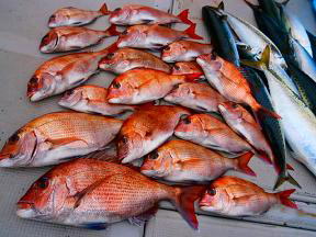 真鯛釣果