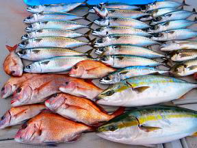 ハマチ 真鯛 サバ釣果
