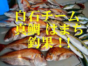 真鯛 喰わせサビキ釣果