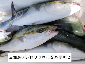 メジロ釣果