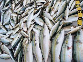 メジロ ハマチ アジ釣果