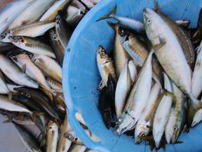 ハマチ アジ サバ釣果