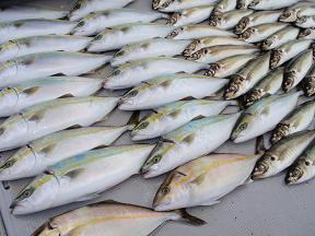 ハマチ 鰺 釣果