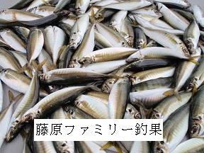 アジ釣果