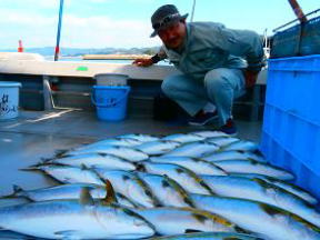 メジロ ハマチ釣果