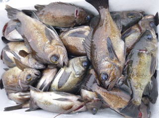 メバル釣果
