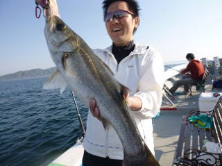 スズキ釣果