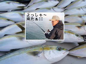 ハマチ メジロ釣果