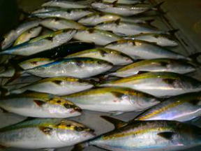 メジロ釣果