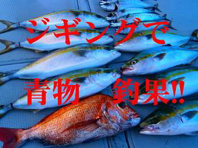 ハマチ 鯛 サバ 釣果
