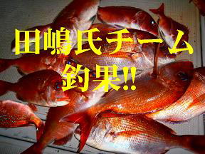真鯛釣果