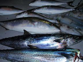 メジロ ハマチ サワラ アオリイカ釣果