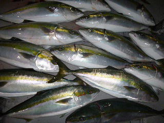メジロ呑ませ釣り釣果