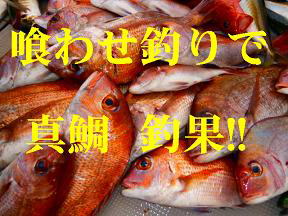 真鯛釣果