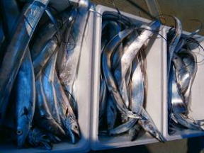 太刀魚 釣り釣果