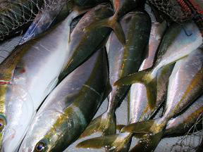 ハマチ釣果