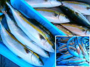 メジロ 太刀魚 釣果