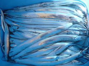 太刀魚釣果