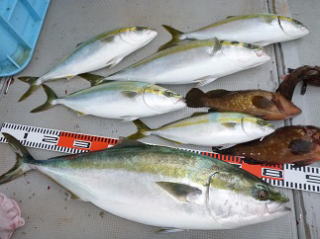 青物釣果