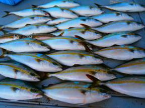 ハマチ釣果