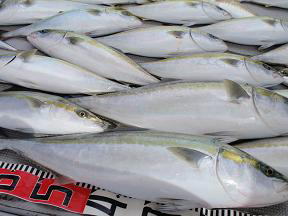 メジロ ハマチ釣果