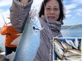 まる鰺釣り
