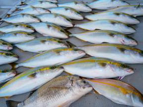 青物釣果