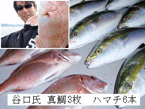 真鯛 ハマチ釣り