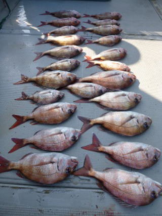 真鯛釣果