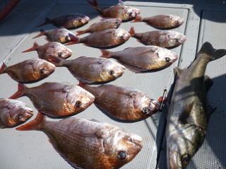真鯛 スズキ 釣果