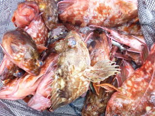ガシラ 真鯛釣果