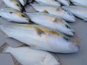 青物釣果