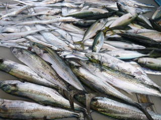 サワラ サバ アジ 太刀魚 釣果